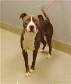 Rescue Pit Bull Terrier Dogs for Adoption in Las Vegas, Nevada - MARTIN LUTHER | PetCurious