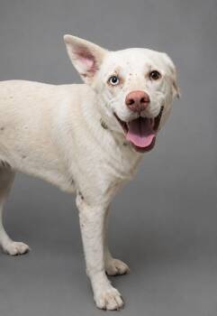 Naomi -  Husky and Mixed Breed Dog for Adoption in Hardeeville, South Carolina - Naomi | PetCurious
