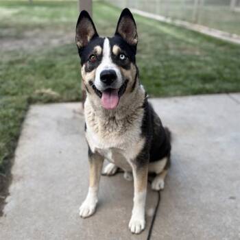 GODINES -  Husky and Pit Bull Terrier Dog for Adoption in Modesto, California - GODINES | PetCurious