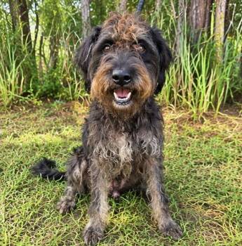 Ranger -  Schnauzer and Poodle Dog for Adoption in Foley, Alabama - Ranger | PetCurious