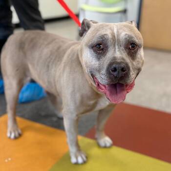 Mixed Breed Dogs Available for Adoption in Philadelphia, Pennsylvania - Wagu | PetCurious