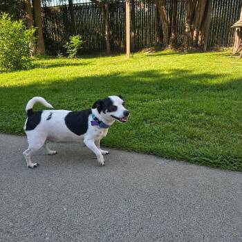 Biscuit -  Jack Russell Terrier and Chihuahua Dog Available for Adoption in San Francisco, California - Biscuit | PetCurious