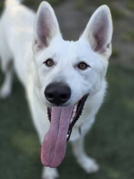 Loki -  German Shepherd Dog Dog for Adoption in Whitestown, Indiana - Loki | PetCurious