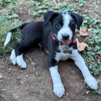 Isabella -  Pit Bull Terrier and Mixed Breed Dog for Adoption in Sacramento, California - Isabella | PetCurious