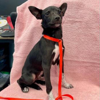 Chihuahua and Terrier Dogs Available for Adoption in Kyle, Texas - THE THING | PetCurious