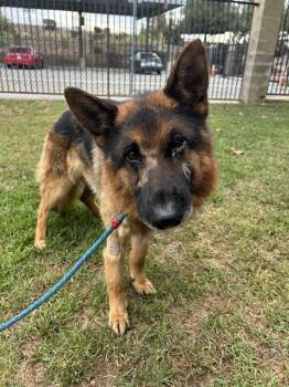ROBERT -  German Shepherd Dog Dog for Adoption in Riverside, California - ROBERT | PetCurious
