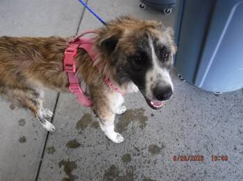MEADOW -  Great Pyrenees and Anatolian Shepherd Dog for Adoption in Oroville, California - MEADOW | PetCurious