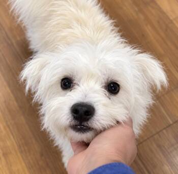 Yeti 13 Pounds of Fluff, a Little Napoleon Complex, and a Big He -  Mixed Breed and Maltese Dog for Adoption in Houston, Texas - Yeti 13 Pounds Of Fluff, A Little Napoleon Complex, And A Big He | PetCurious