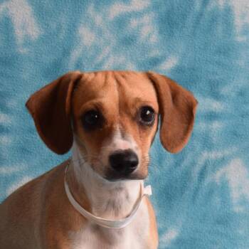 Nugget -  Chihuahua and Terrier Dog for Adoption in Eureka, California - Nugget | PetCurious