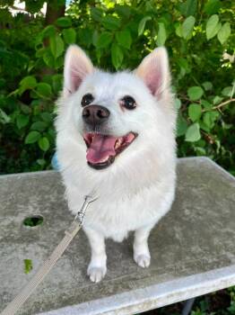 Rocky -  American Eskimo Dog Dog for Adoption in Torrington, Connecticut - Rocky | PetCurious