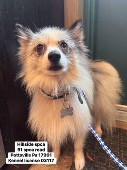Gus -  Pomeranian Dog for Adoption in Pottsville, Pennsylvania - Gus | PetCurious