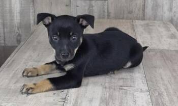 Juno -  Australian Cattle Dog Blue Heeler and Mixed Breed Dog for Adoption in Shreveport, Louisiana - Juno | PetCurious