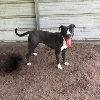 Vega -  Mixed Breed Dog for Adoption in Hinesville, Georgia - Vega | PetCurious