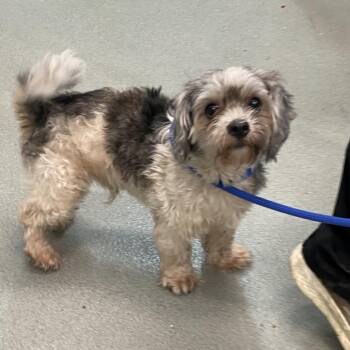 WAGS-Stray-23127_2 -  Lhasa Apso and Mixed Breed Dog for Adoption in Westminster, California - WAGS-Stray-23127_2 | PetCurious
