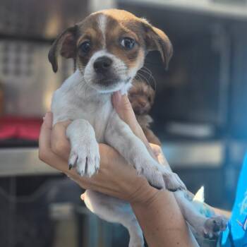 Zhu Zhu -  Brussels Griffon and Jack Russell Terrier Dog for Adoption in Wahiawa, Hawaii - Zhu Zhu | PetCurious