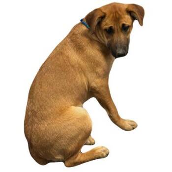 Shepherd Dogs Available for Adoption in Red Bluff, California - Iggy | PetCurious