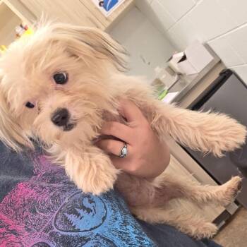 Fluff -  Maltese Dog for Adoption in Chattanooga, Tennessee - Fluff | PetCurious