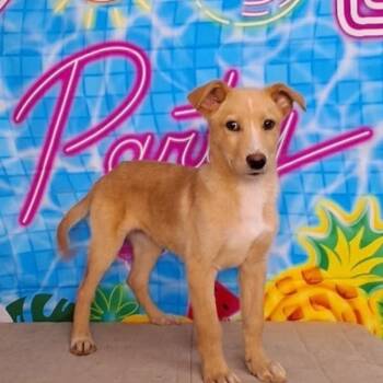 Labrador Retriever Dogs Available for Adoption in Medfield, Massachusetts - Miller | PetCurious