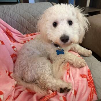 Kip -  Maltese Dog for Adoption in Plainfield, Illinois - Kip | PetCurious