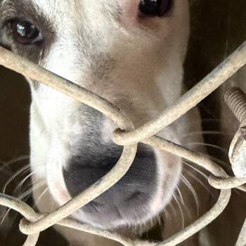 Flower Pot -  Labrador Retriever Dog Available for Adoption in Austin, Texas - Flower Pot | PetCurious