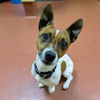 Jack-Jack -  Jack Russell Terrier Dog Available for Adoption in Accident, Maryland - Jack-Jack | PetCurious