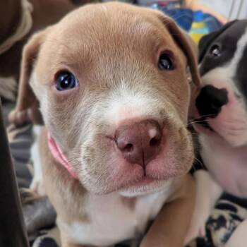 Peta D12363 -  Pit Bull Terrier and Husky Dog for Adoption - Peta D12363 | PetCurious