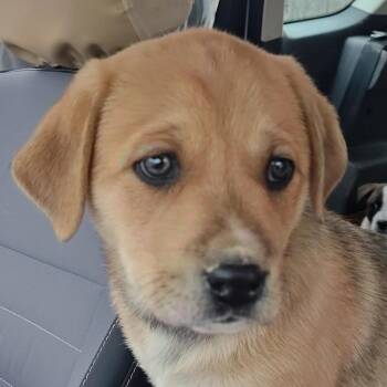 German Shepherd Dog and Yellow Labrador Retriever Dogs Available for Adoption - Ilia Olympians | PetCurious