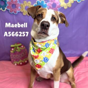 Pit Bull Terrier Dogs Available for Adoption - MAEBELL | PetCurious