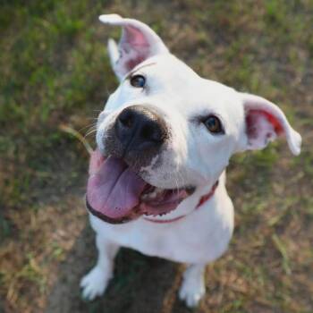 Pearl -  Mixed Breed Dog for Adoption in West Olive, Michigan - Pearl | PetCurious