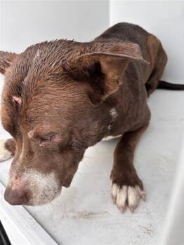 A657858 -  Pit Bull Terrier Dog for Adoption in Houston, Texas - A657858 | PetCurious