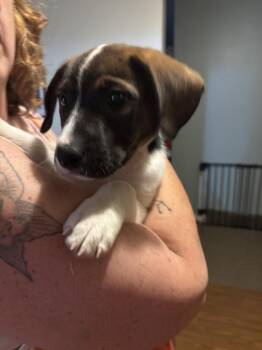 Posie -  Mixed Breed Dog for Adoption in Dorr, Michigan - Posie | PetCurious