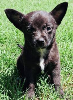 Buttons -  Yorkshire Terrier and Chihuahua Dog for Adoption in Monticello, Minnesota - Buttons | PetCurious