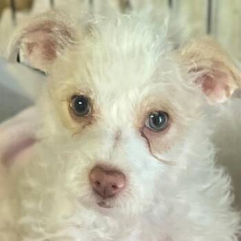 Maltipoo Dogs Available for Adoption in Los Angeles, California - Liberty | PetCurious
