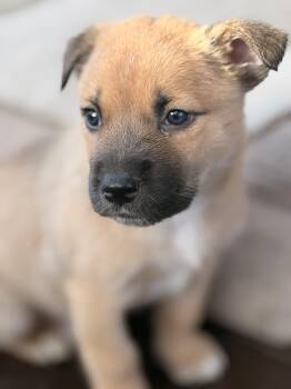 German Shepherd Dog and Husky Dogs Available for Adoption in Vienna, Ontario - Blue | PetCurious