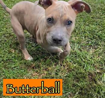 Rescue Pit Bull Terrier Dogs for Adoption in Springfield, Illinois - Buttercup | PetCurious