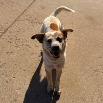 Australian Cattle Dog Blue Heeler Dogs Available for Adoption - Ferris | PetCurious