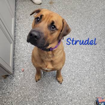 Golden Retriever and Boxer Dogs Available for Adoption in Parkersburg, West Virginia - Strudel | PetCurious