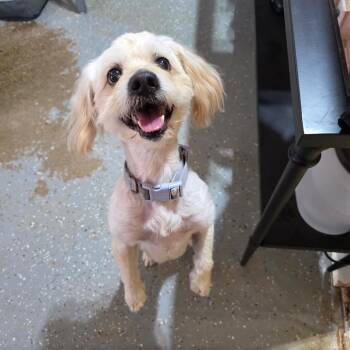 Maxwell -  Maltese and Poodle Dog for Adoption in Otisfield, Maine - Maxwell | PetCurious