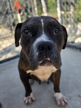 Snazz Berry -  Pit Bull Terrier and Mixed Breed Dog for Adoption in Atlanta, Georgia - Snazz Berry | PetCurious