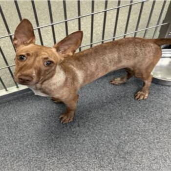 Coco -  Chihuahua and Corgi Dog for Adoption in Chicago, Illinois - Coco | PetCurious