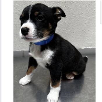 Australian Cattle Dog Blue Heeler and Mixed Breed Dogs Available for Adoption in Parker, Colorado - 557 (2026) Rufus | PetCurious