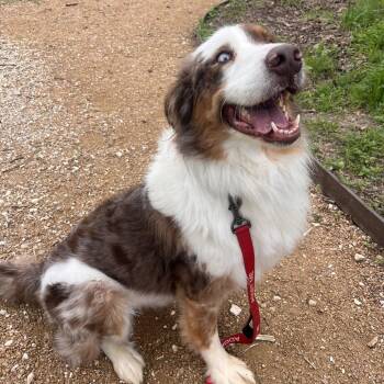 Australian Shepherd Dogs Available for Adoption in Bentonville, Arkansas - Cruz | PetCurious