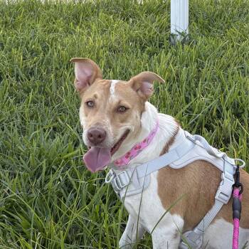 Mona -  Mixed Breed Dog for Adoption in Tampa, Florida - Mona | PetCurious