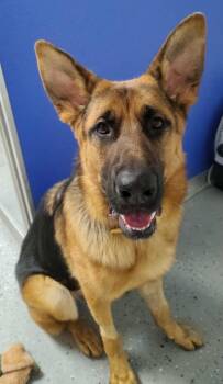 Rescue German Shepherd Dog Dogs for Adoption in Ipswich, Massachusetts - Lincoln | PetCurious