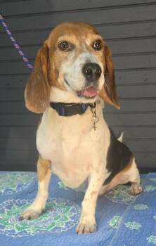 Mallow -  Beagle Dog for Adoption in New York, New York - Mallow | PetCurious