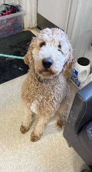 Poodle and Golden Retriever Dogs Available for Adoption - Gunther | PetCurious