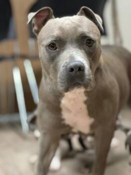 Aurora -  Mixed Breed Dog for Adoption in Muskegon, Michigan - Aurora | PetCurious