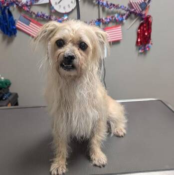 FLASH -  Terrier and Mixed Breed Dog for Adoption in Las Vegas, Nevada - FLASH | PetCurious