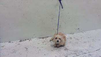 A2096556 -  Havanese and Mixed Breed Dog for Adoption in Houston, Texas - A2096556 | PetCurious