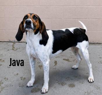 Java -  Hound and Coonhound Dog for Adoption in Clearfield, Kentucky - Java | PetCurious